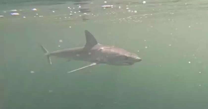 Tubarão de espécie ameaçada de extinção é visto no mar de Ipanema; vídeo