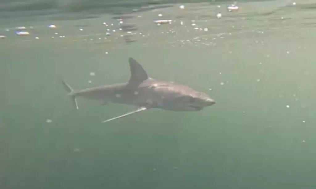 Tubarão de espécie ameaçada de extinção é visto no mar de Ipanema; vídeo