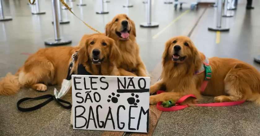 Lei Joca: Senado aprova projeto sobre transporte de pets em aviões