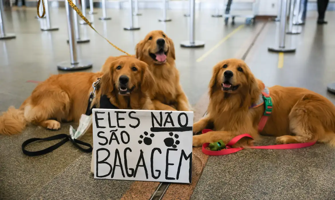 Lei Joca: Senado aprova projeto sobre transporte de pets em aviões