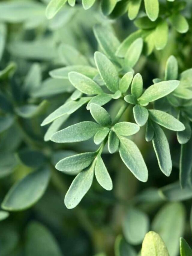 Banho de Arruda: para quê serve e como preparar