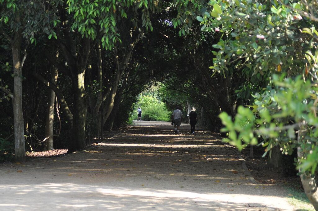 correr no bosque da barra