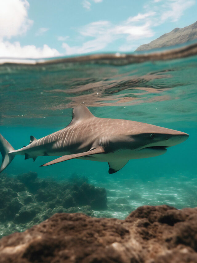 Como evitar um ataque de tubarão