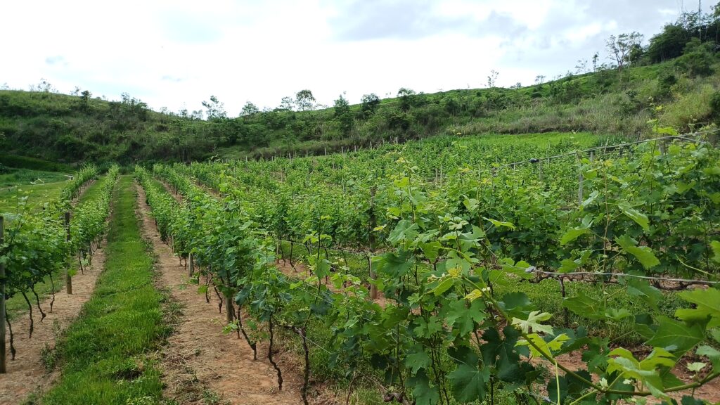 Vinícola InconfidÊncia O terroir de Petrópolis e os vinhos produzidos