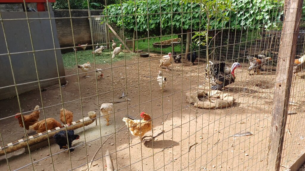 restaurante costela no bafo em secretário petrópolis