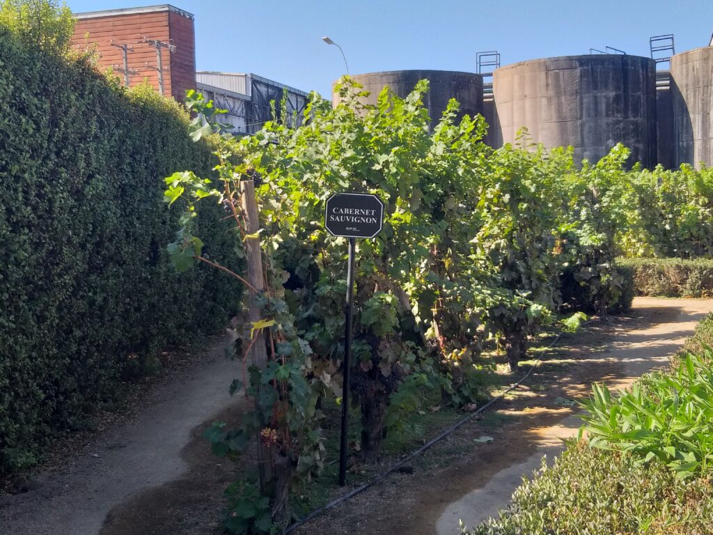 Vinícola Undurraga - o que saber sobre as uvas antes de ir 