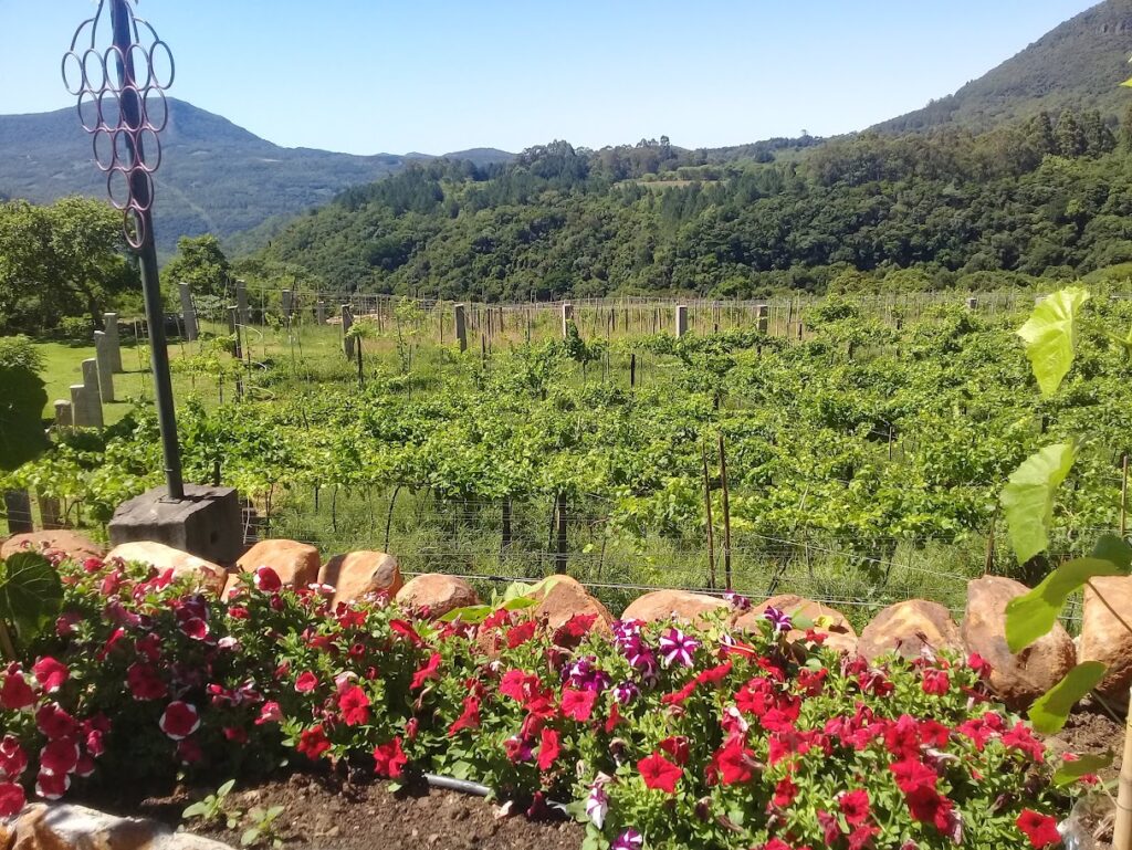 Vinhedo na Serra Gaúcha, referência para passeio em vinícola perto de Canela