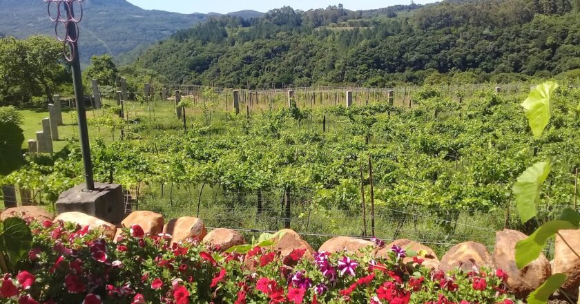 Vinícola Jolimont em Canela: vale a pena? Ingressos, degustação e como chegar