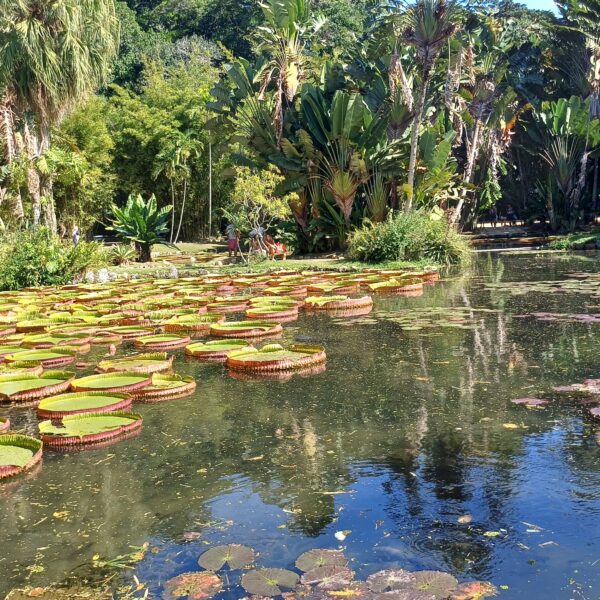 Jardim Botânico do Rio de Janeiro: o que fazer, ingressos e como chegar