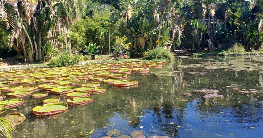 Jardim Botânico do Rio de Janeiro: o que fazer, ingressos e como chegar