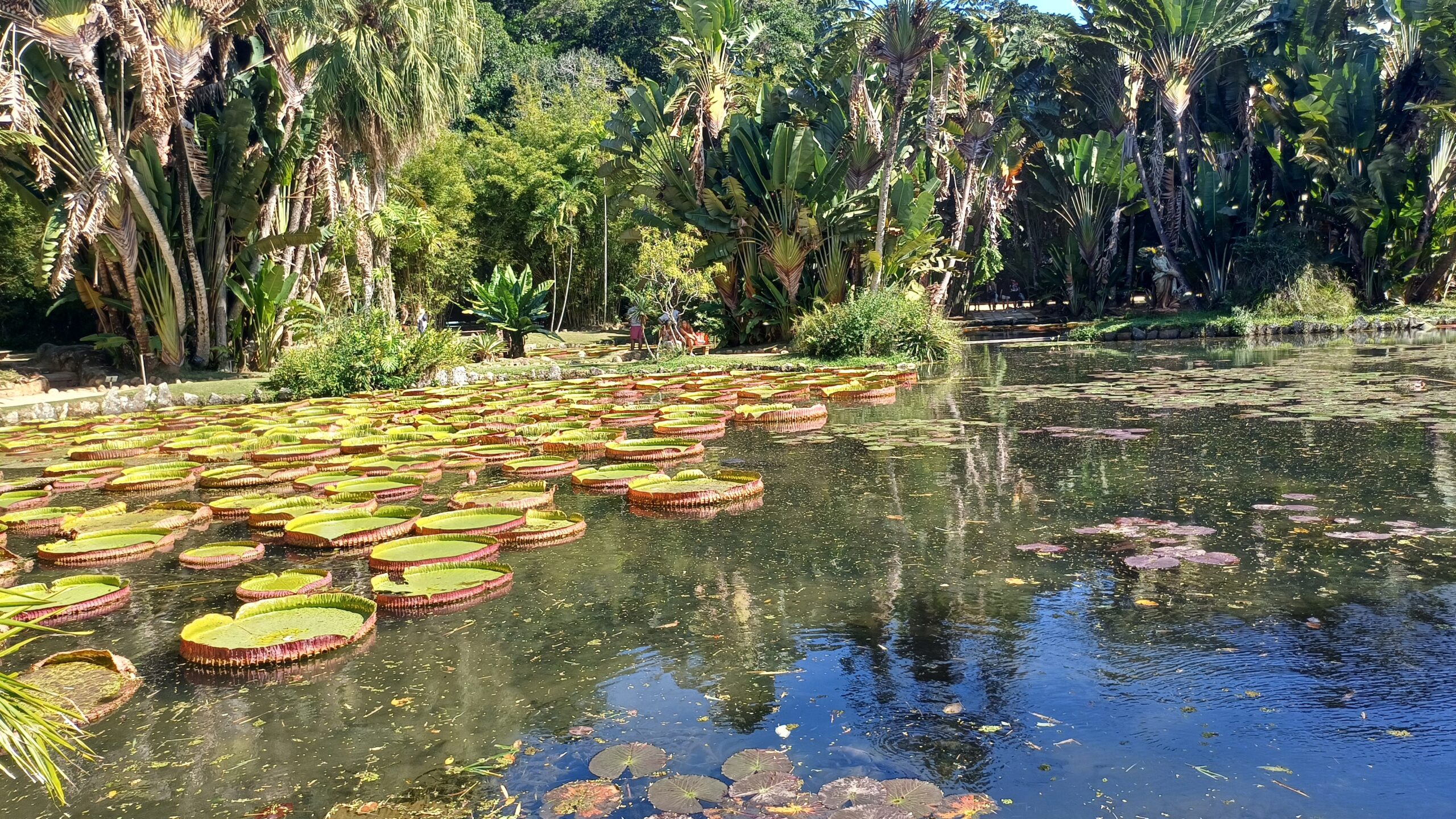 Vitórias-régias no Jardim Botânico do Rio de Janeiro